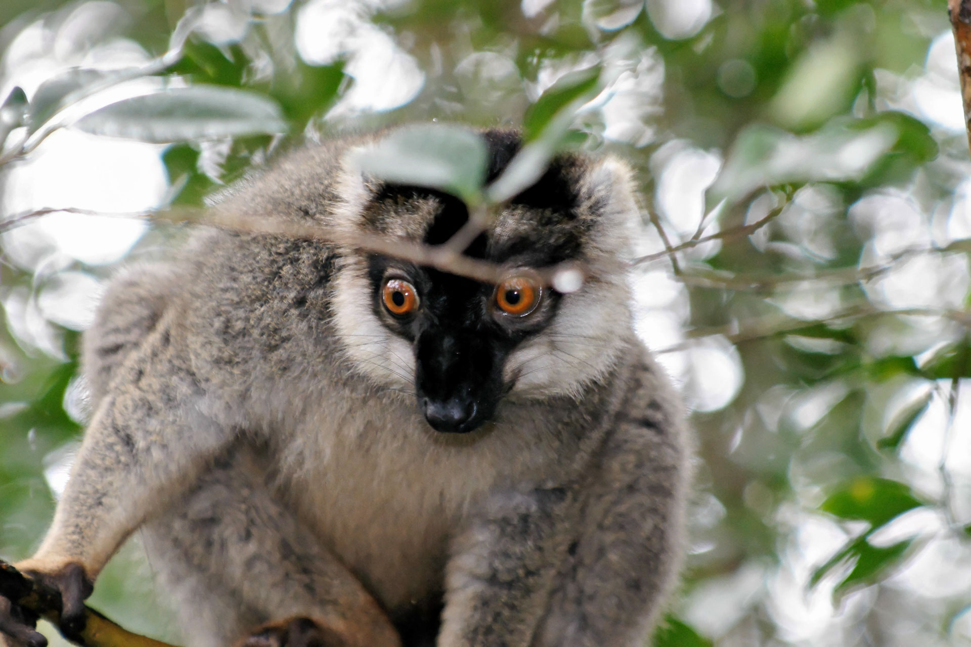 Braune Maki (Eulemur fulvus)